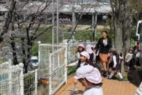桜の花びら、いっぱい