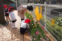 「チューリップさんのところに落ちてきた桜の花びら見－つけた！」