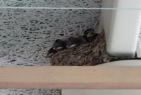 生まれたのは、４羽の子ツバメ。今では、こんなに大きくなって、巣の中はぎゅうぎゅうです。