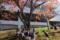 「この木だけ、葉っぱたくさんあるね」と嬉しそうに駆け寄る子どもたち。