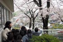 ほら、見てごらん。　桜の花よ。