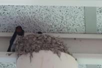 幼稚園にツバメの巣ができました。